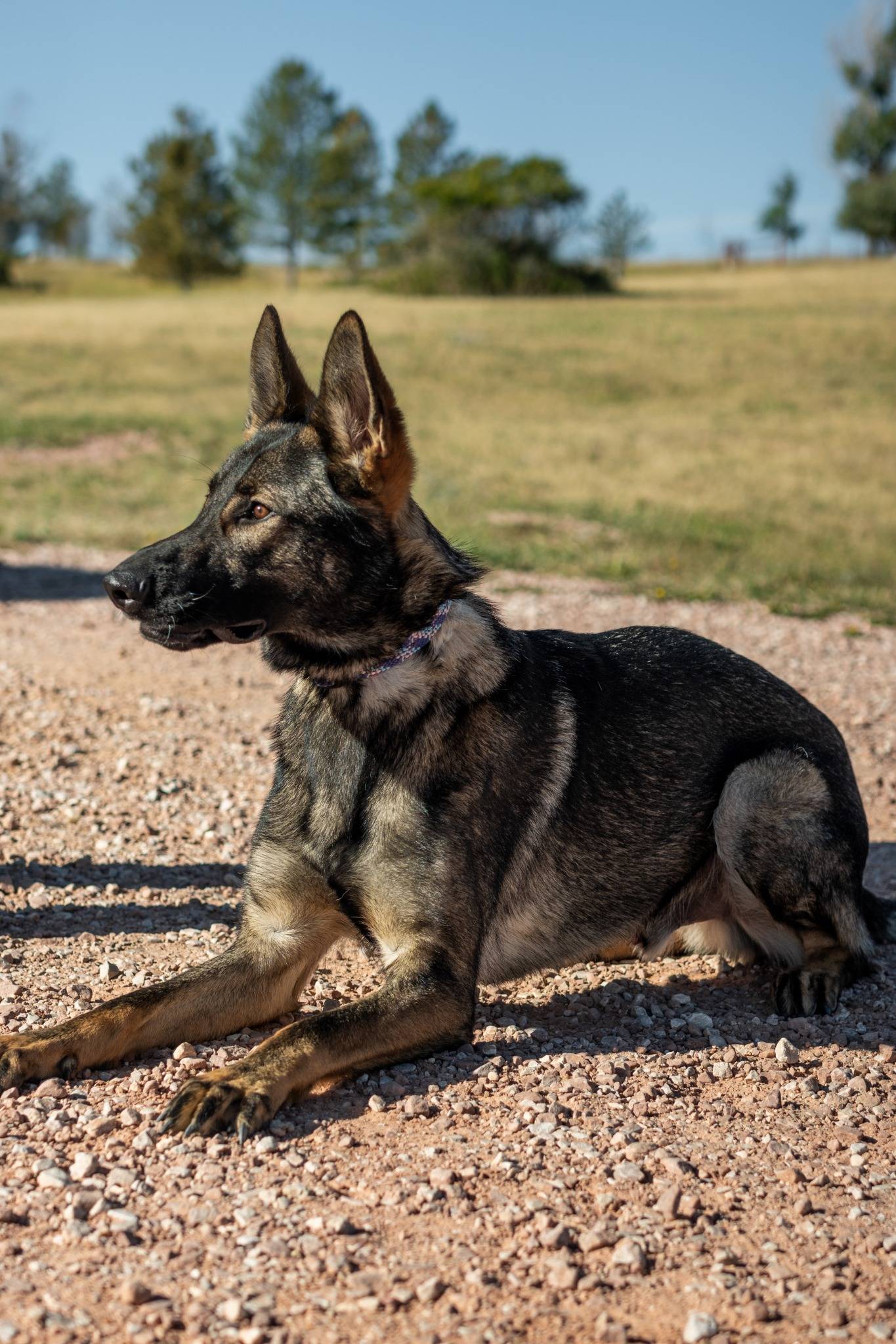 In-Home Dog Training training image 2